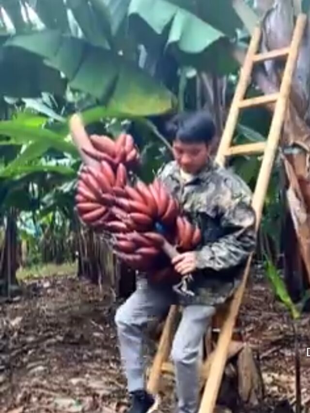 red indian banana