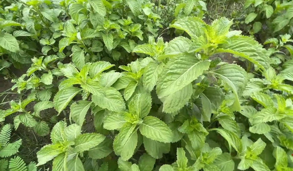 Pudina-ki-patti-khane-ke-phayde