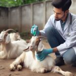 करोड़ों बकरी पालकों के लिए  बेहद अच्छी खबर ! अब बकरियां बीमारी से नहीं मरेगी वैज्ञानिकों ने खोजी नई वैक्सीन :- 